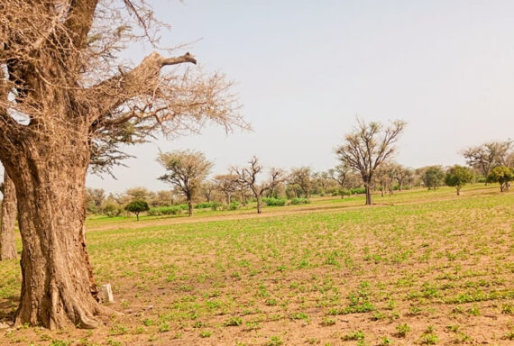 Terrains de 300 mètres carrés délibération à Malicounda Keur Waly